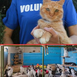 American families dump pets as costs surge