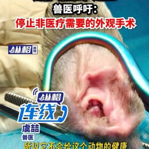 Surgical instrument to ostensibly surgically alter the shape of cat eats for cosmetic purposes in China