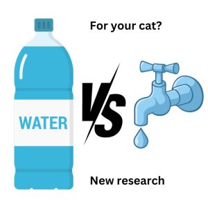 Bottled or tap water for your cat?