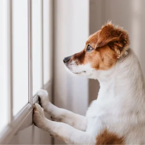 Study indicates that there are problem puppies in England because of a surge in purchases by first-time buyers during the pandemic who lacked experience and who have punished puppies for bad behaviour due to poor breeding practices.