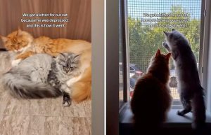 Maine Coon depression due to isolation resolved by adopting another Maine Coon cat. But whilst the problem entirely resolved? Domestic cats need the companionship of their human caregiver as well.