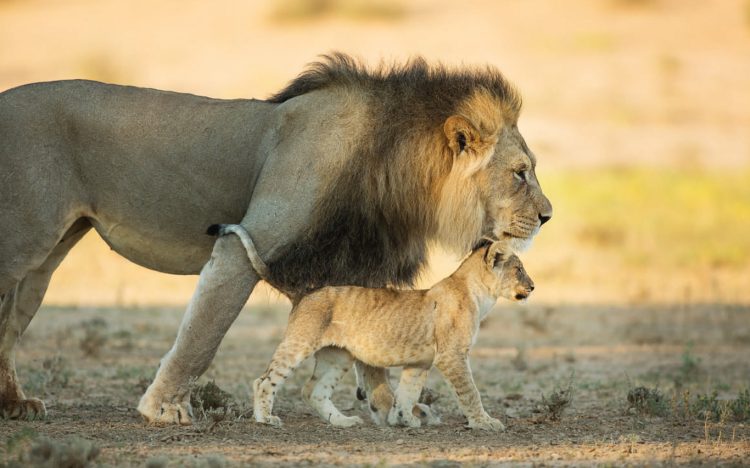 Picture of a lion cub's marked coat compared to the plain coat of their father