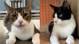 Two brothers at a cat rescue center need adopting as they've been there far too long partly because they look boring