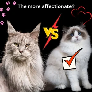 Which cat breed is more affectionate between the Maine Coon and the Ragdoll? The Ragdoll.