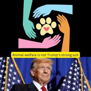 Animal welfare is not Trump’s strong suit. When he is the next president which seems to be likely I do not expect there to be any progress on animal welfare. Indeed, it may go backwards under his presidency.