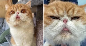 Dimples is another disastrous Exotic Shorthair cat with an extremely flat face which affects the way they eat and breathe