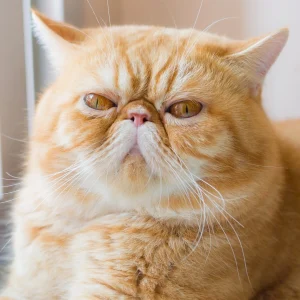 Exotic Shorthairs are cats that are not as healthy as they should be and adopters of this breed need to be aware of this as it affects the cost and quality of caregiving