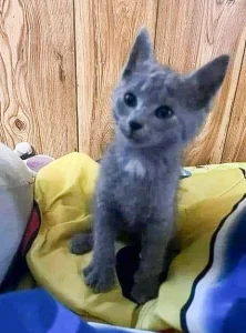 Grey kitten rescued from the engine compartment grill of an SUV in a fast-food restaurant parking lot in rain