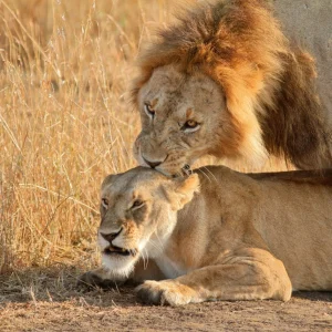 Lions mating. There are several advantages for the female when she mates with multiple males