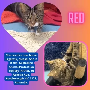 Red is a tabby-and-white female rescue cat at a large shelter in Australia and she needs a new home urgently, please!