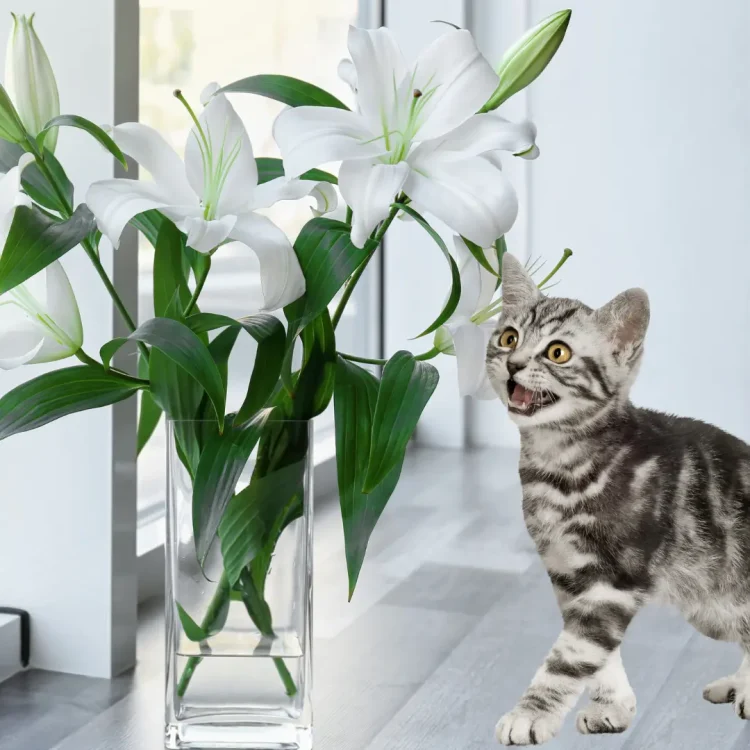 A gift of lilies on Mother's Day can prove fatal to mom's cat if she lives with one