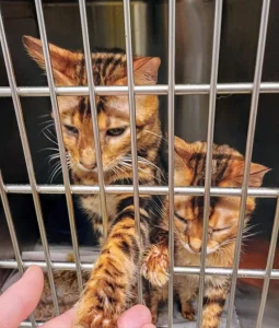 Bengal cats rescued in Runcorn from an irresponsible and failed breeder