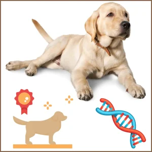 Breeders need to selectively breed out genetic mutation that makes 25% of Labradors flabby