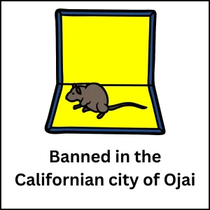 Glue traps are banned in the Californian city of Ojai