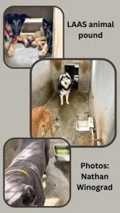 LAAS animal pound showing dogs in distress through neglect