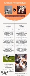 Leucism versus vitiligo in an infographic