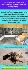 Los Angeles Animal Services volunteers say that cat rooms are mostly empty because the cats are turned away and abandoned and fed across the street!
