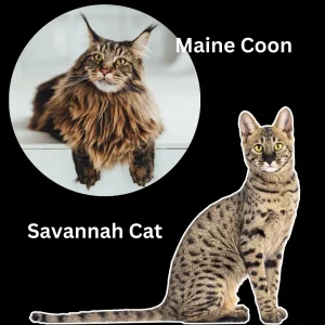 Maine Coon Savannah cat mix is possible physically and biologically but it's not allowed per cat association rules