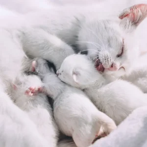 White cats can be challenged in being good moms but compensate in using other senses if they are congenitally deaf