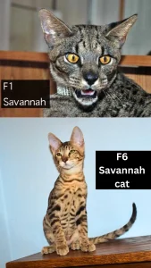F6 Savannah cat compared to F1