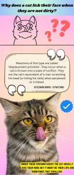 Why does a cat lick their face when they are not dirty? Infographic.