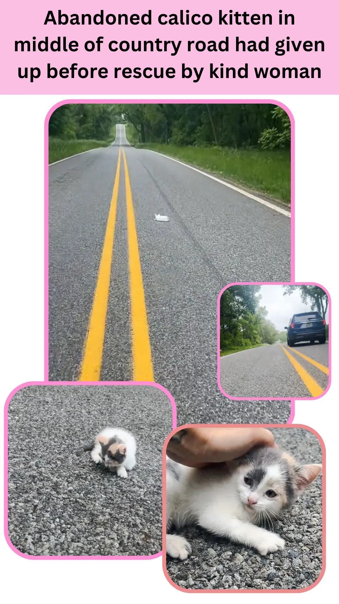Calico kitten in middle of country road had given up but is rescued