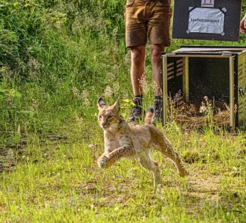 Capo is released into the wild forests of Saxony