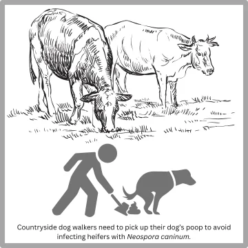 Countryside dog walkers need to pick up their dog’s poop to avoid infecting heifers with Neospora caninum