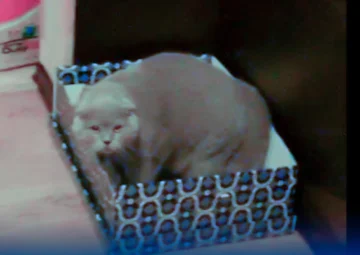 Russian cat makes the weirdest sound