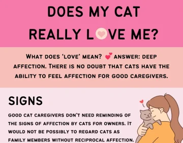 Do our cats love us?