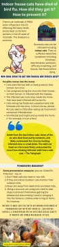 Indoor house cats have died of bird flu. How did they get it? How to prevent it? Infographic.