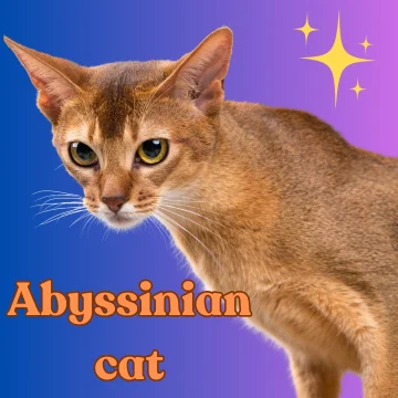 Abyssinian cat. Image by MikeB