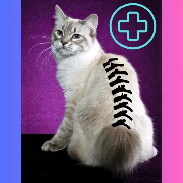 American Bobtail possible spinal problems. Infographic. Featured image.