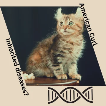 American Curl. Inherited diseases Featured image.