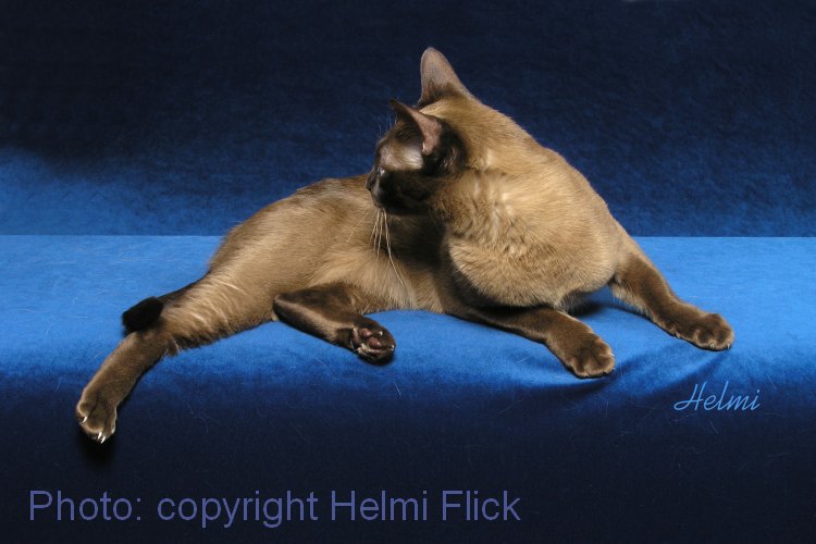 American Burmese cat