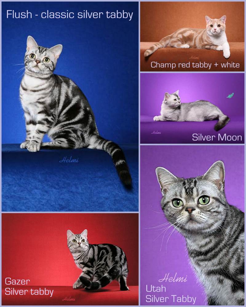 American Shorthair cats with tabby coats