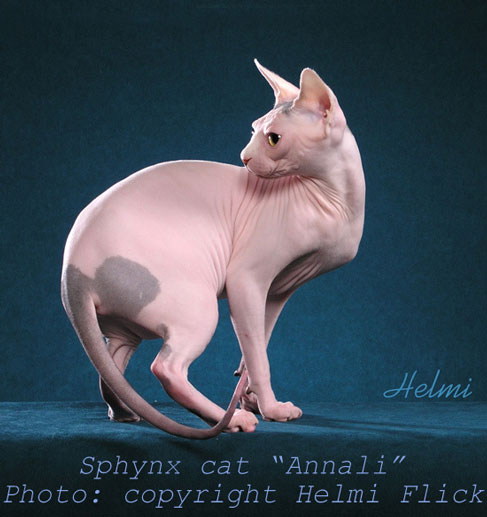 Sphynx cat photograph