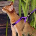 Chausie cat on leash