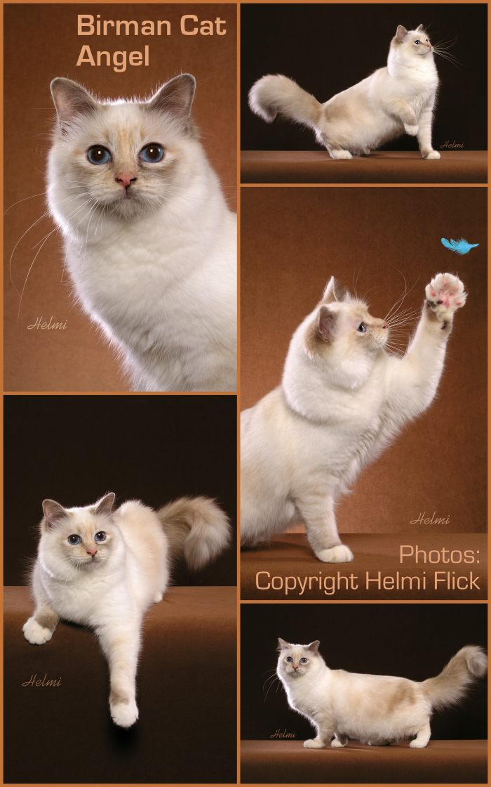 Birman cat Angel in a collage