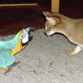 Chausie cat and Macaw bird