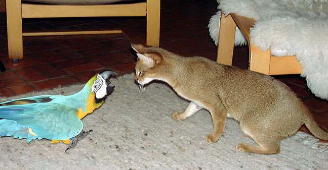 chausie cat and macaw face off