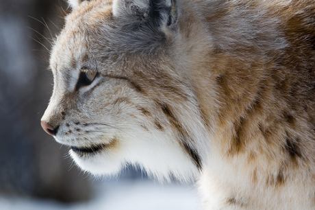 Northern Lynx aka Eurasian Lynx