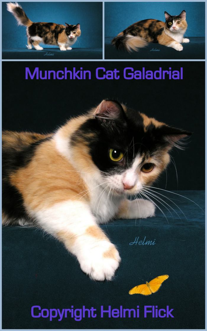 Munchkin cat Galadrial