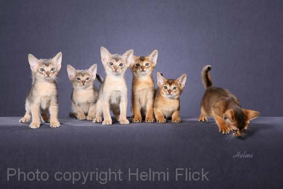 Six Abyssinian Kittens