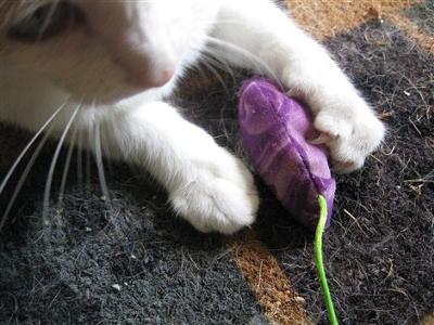 Spike using his claws to grasp and manipulate his cat nip toy.