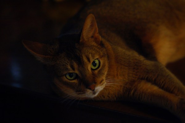 Abyssinian cat green eyes- pictures of cats
