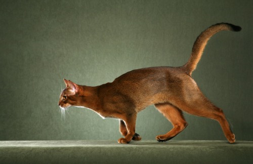 Abyssinian cat photo by Helmi Flick