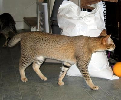 F2B Savannah cat with Servaline spotted pattern