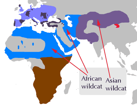 African Asian wildcat ranges