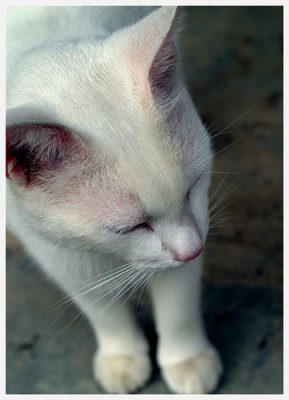 albino cat deaf - cat pictures of cats